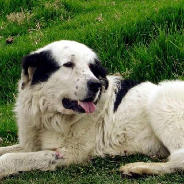 perro mucuchies