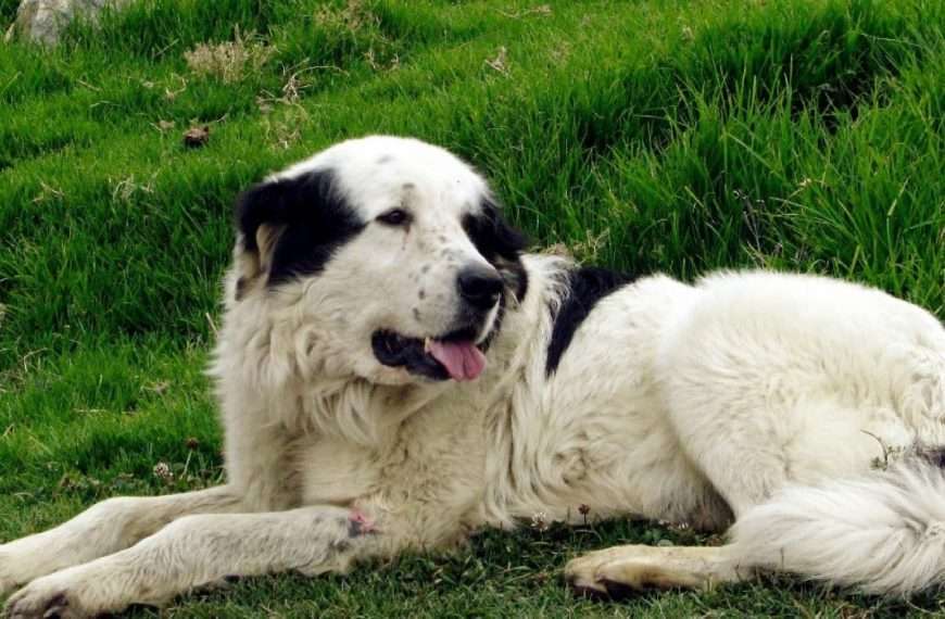 perro mucuchies