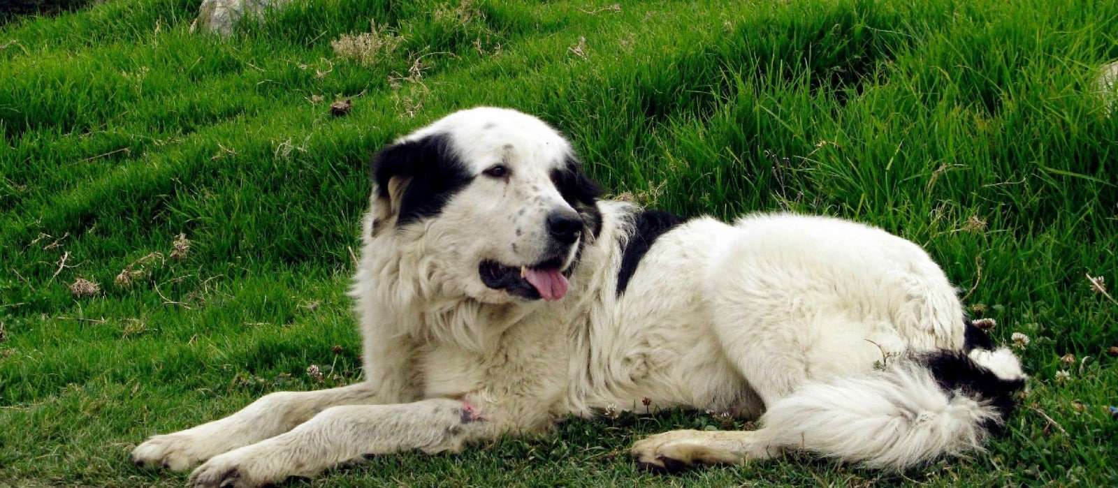 perro mucuchies