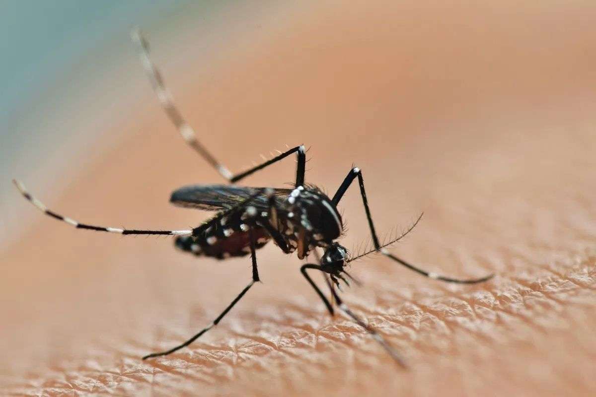 Dr. Huníades Urbina alerta: " 4 millones de personas están en riesgo de chikungunya por lluvias"