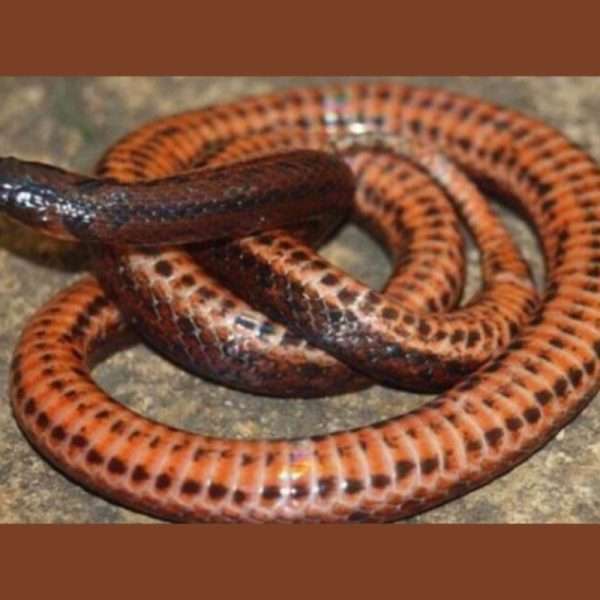 Científicos venezolanos hallan nueva serpiente en Trujillo