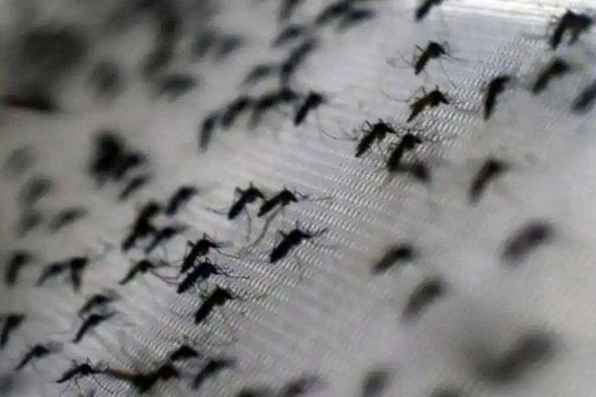 ¡Alerta! Nueva especie de zancudo amenaza con malaria grave