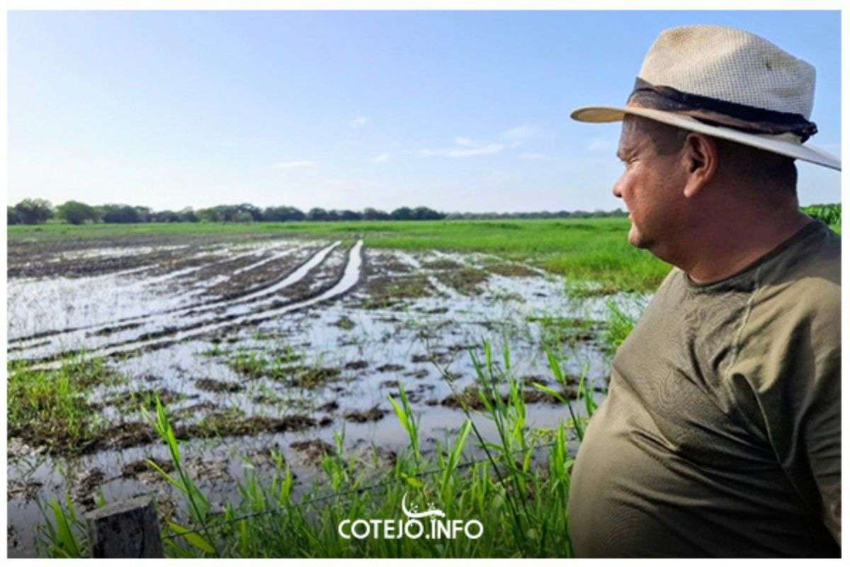 Inundaciones en Portuguesa ponen en jaque el abastecimiento de queso y leche hacia el centro del país. Foto cortesía cotejo.info