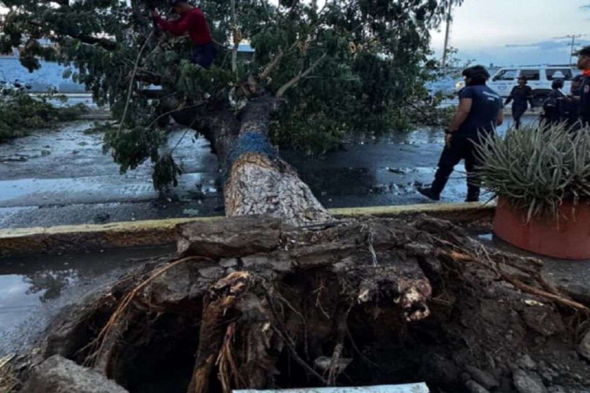 Caos en Falcón | Intensas precipitaciones causaron anegaciones y derrumbes