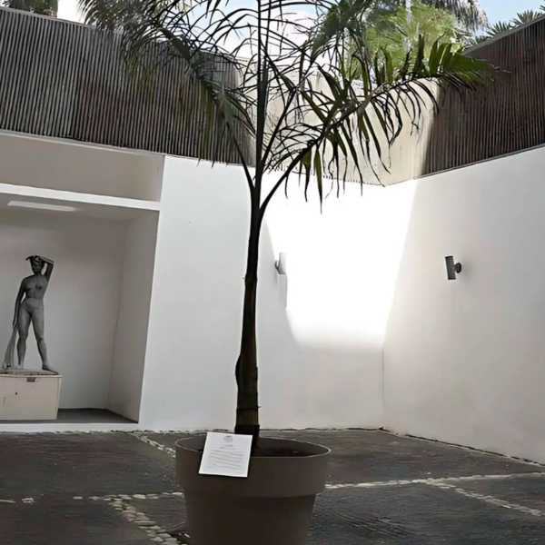 Una Palmera ganó el premió a la mejor escultura en el mayor concurso de Arte República Dominicana