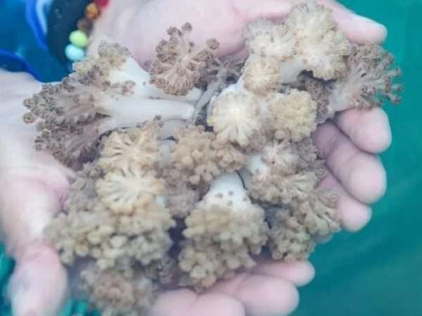 Científicos venezolanos identificaron coral invasor que amenaza el Caribe