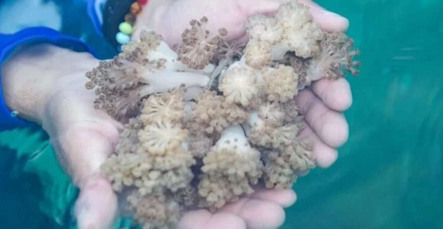 Científicos venezolanos identificaron coral invasor que amenaza el Caribe