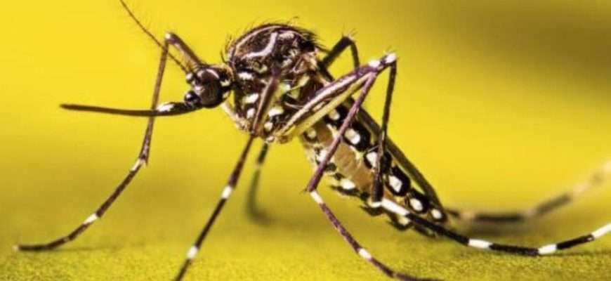 Ministerio de Salud activa campaña especial contra la fiebre amarilla en cuatro estados en Venezuela