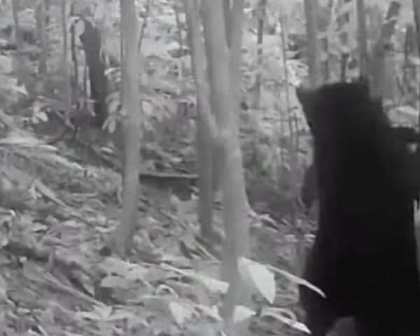 Lara celebra la vida silvestre: Avistan a una osa frontino y sus crías en una expedición científica