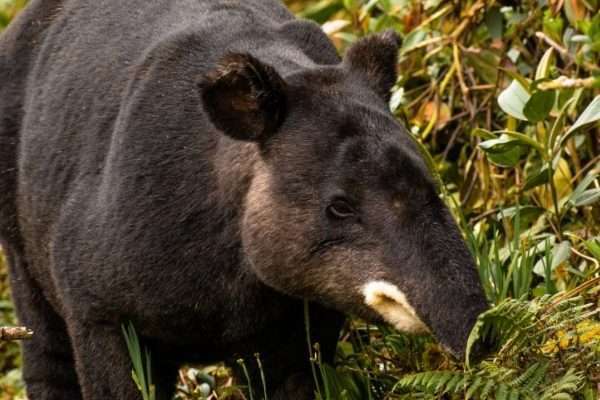 Hallazgo de indicios de caza furtiva amenaza la conservación de la danta en el Waraira Repano