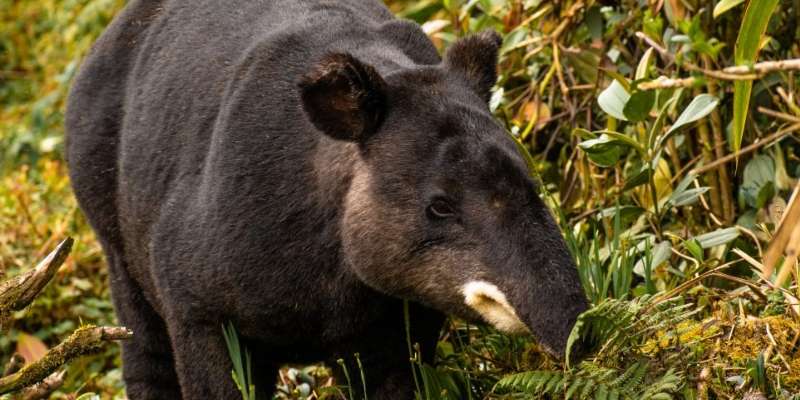 Hallazgo de indicios de caza furtiva amenaza la conservación de la danta en el Waraira Repano