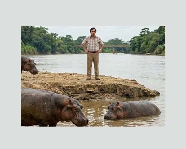 Colombia aplicará eutanasia a 80 hipopótamos de Pablo Escobar por seguridad ambiental