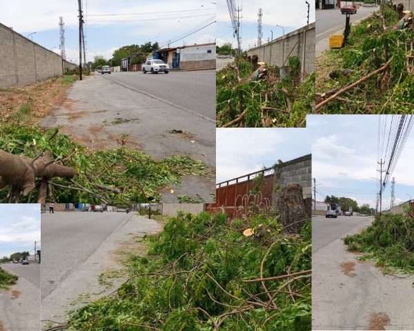 Caos ambiental en Lara: El plan “Pica y Poda” arrasa con árboles en Palavecino