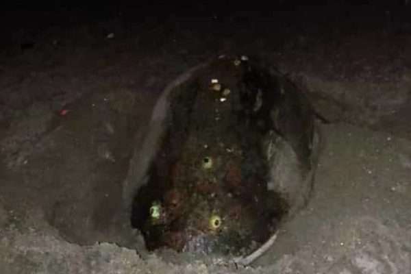 Ecosocialistas protegen nido de tortuga caguama con 132 huevos en costas de La Guaira