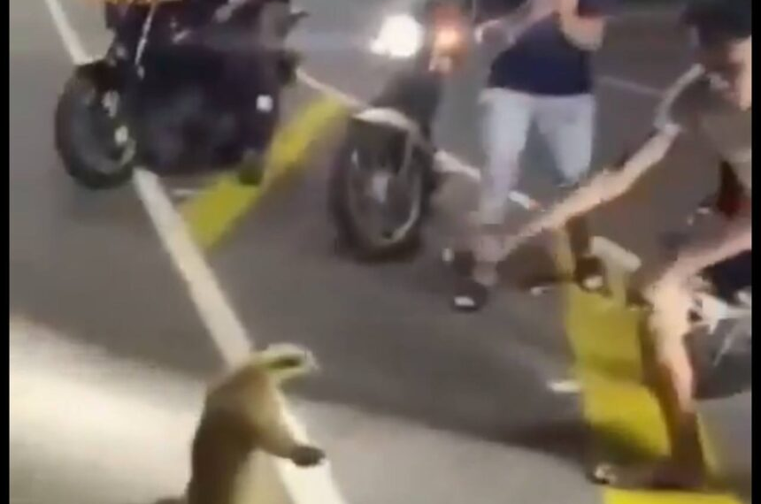 Autoridades buscan a motorizados que agredieron a un oso melero en Anzoátegui