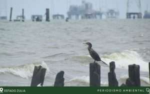 Derrames de petróleo azotan al lago de Maracaibo y destruyen comunidades pesqueras
