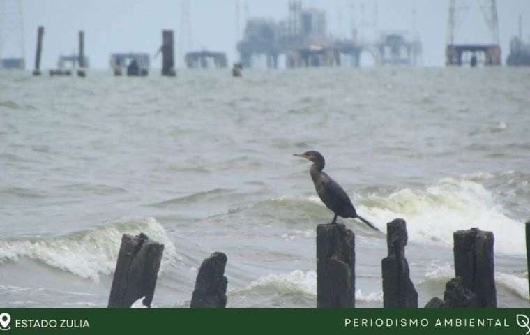 Derrames de petróleo azotan al lago de Maracaibo y destruyen comunidades pesqueras