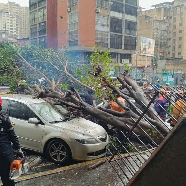 Árbol de 8 metros cede y cae sobre dos vehículos en la Av. Panteón sin dejar lesionados