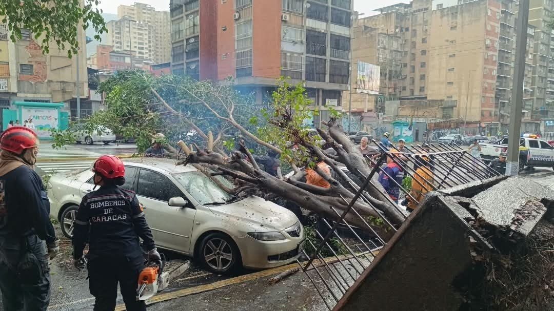 Árbol de 8 metros cede y cae sobre dos vehículos en la Av. Panteón sin dejar lesionados